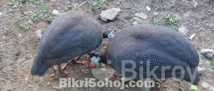 তিথির মুরগ মুরগী